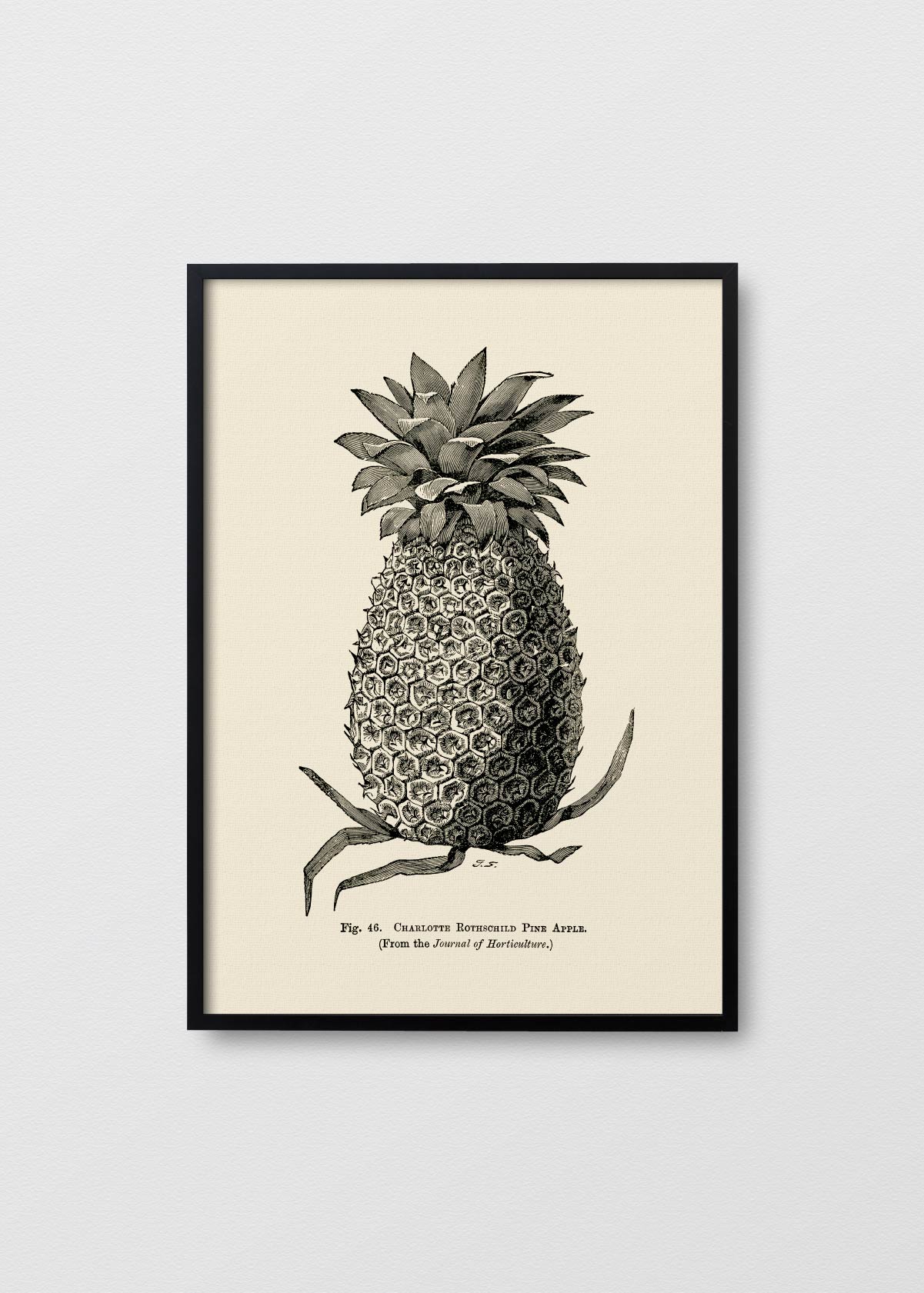 Pineapple N2 - Testimoniaprints