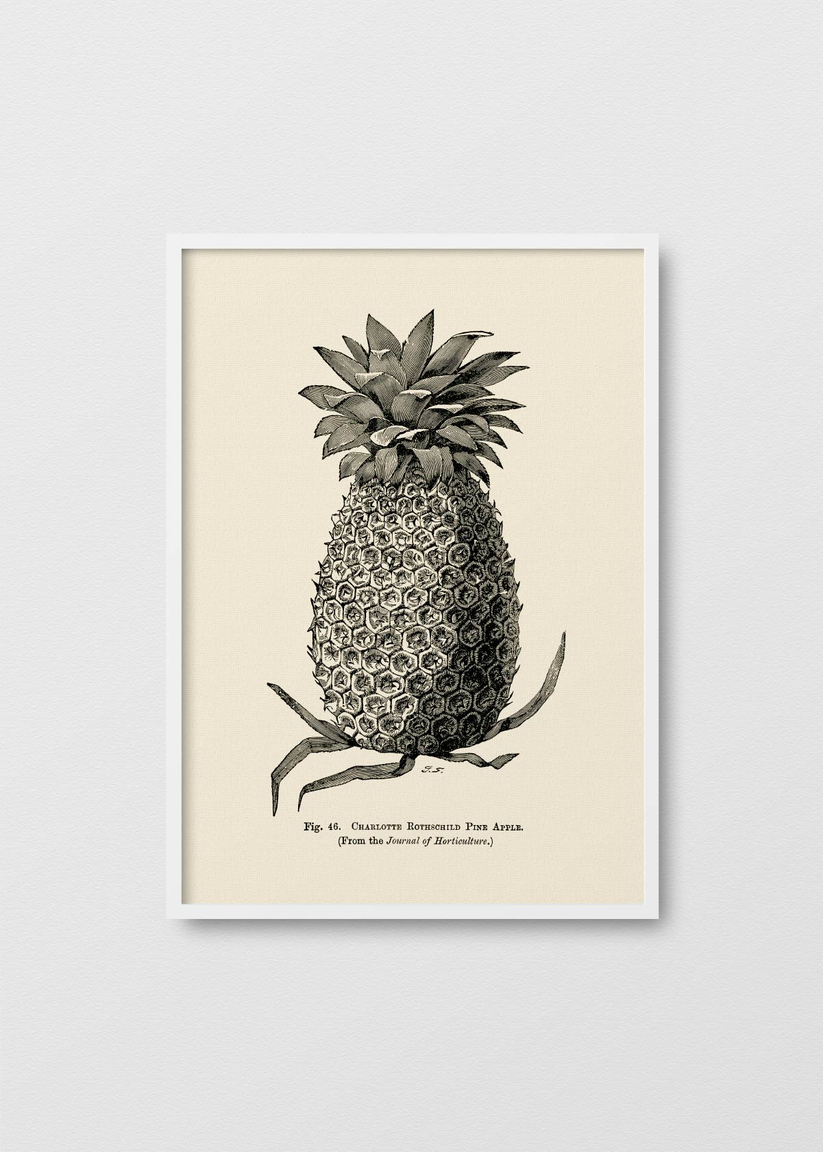 Pineapple N2 - Testimoniaprints