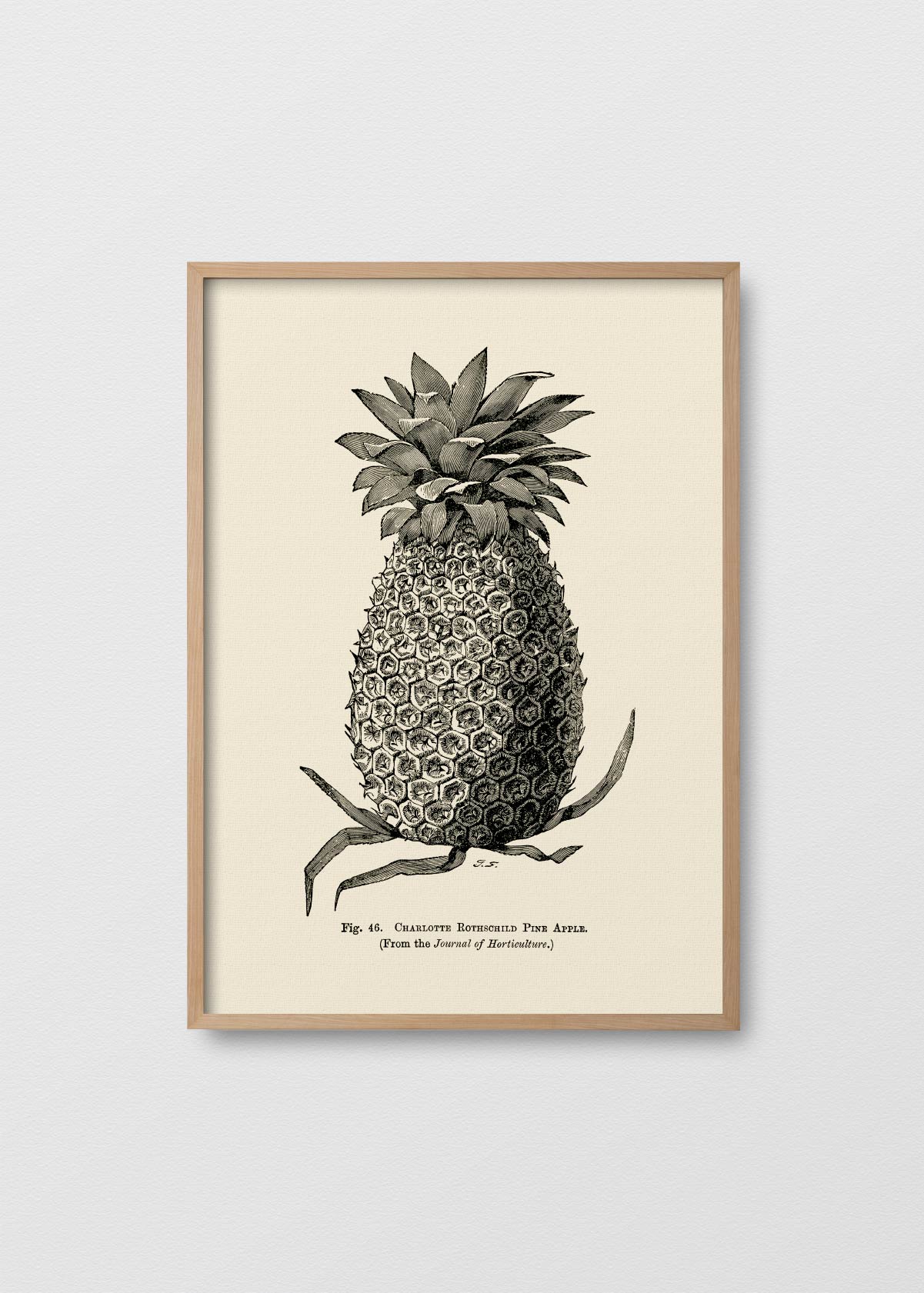 Pineapple N2 - Testimoniaprints