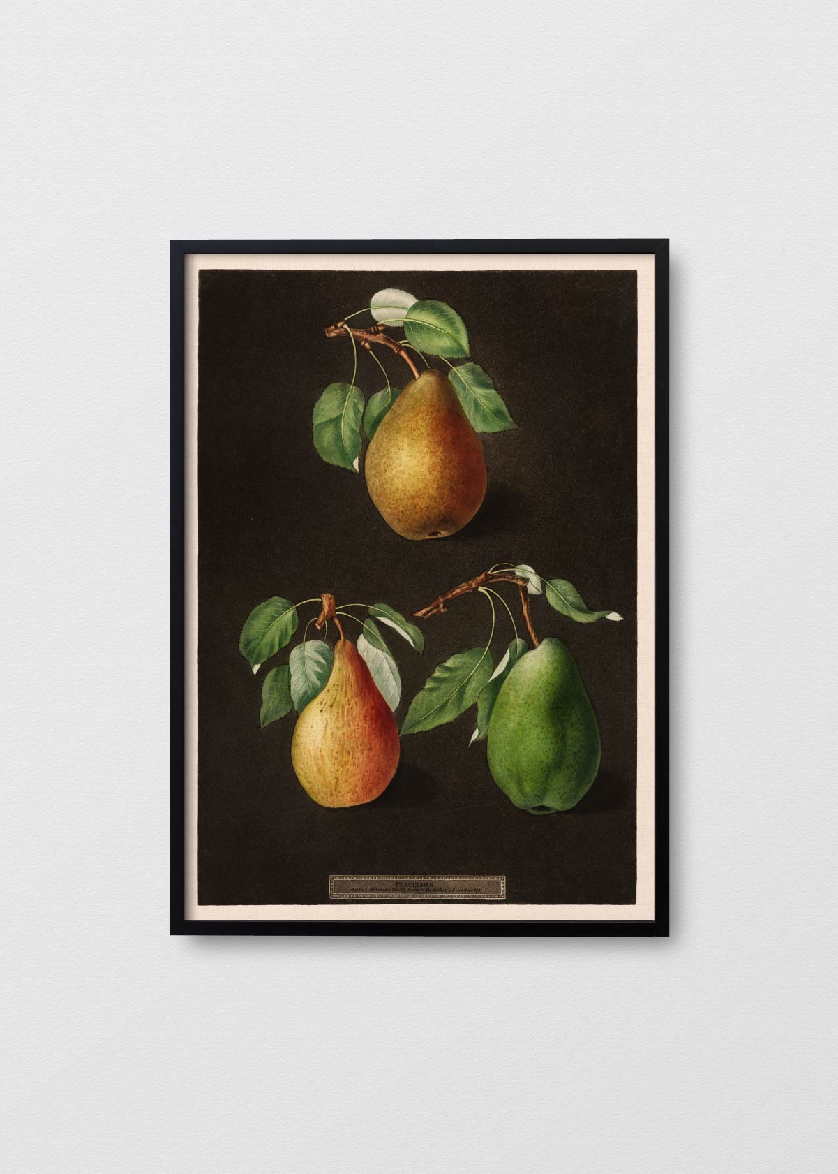 Poire - Testimoniaprints