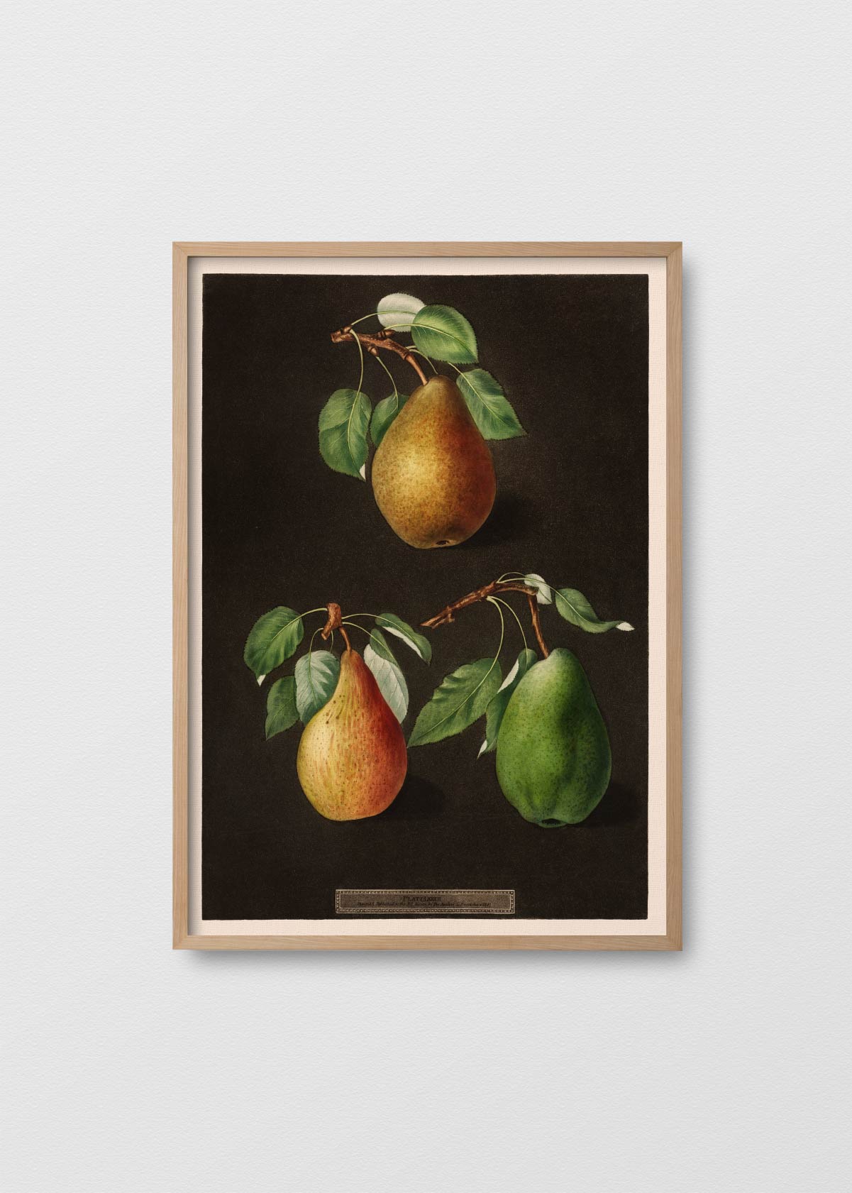 Poire - Testimoniaprints