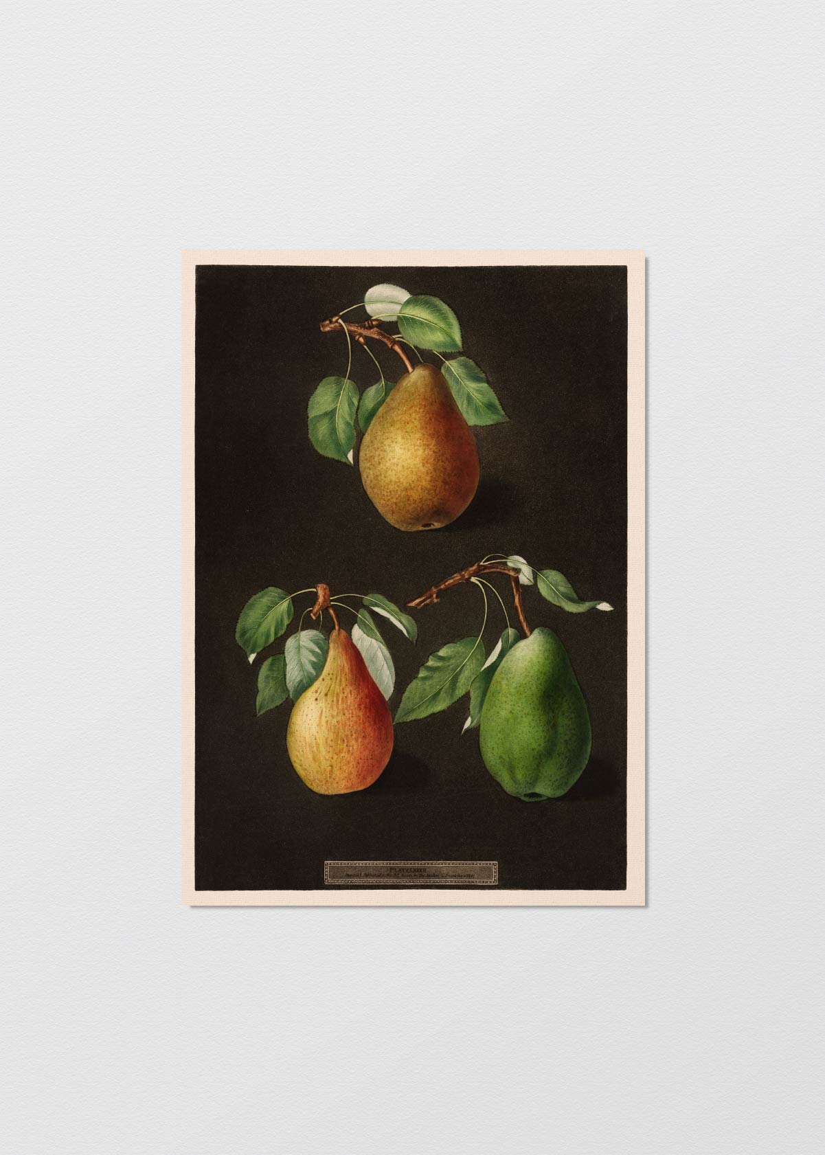 Poire - Testimoniaprints