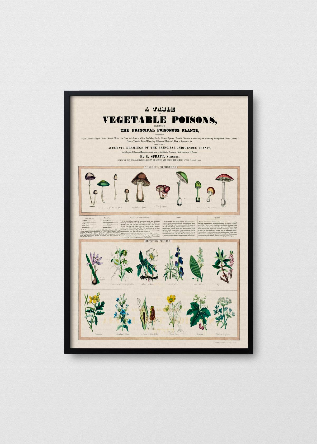 Poisonous Mushrooms - Testimoniaprints