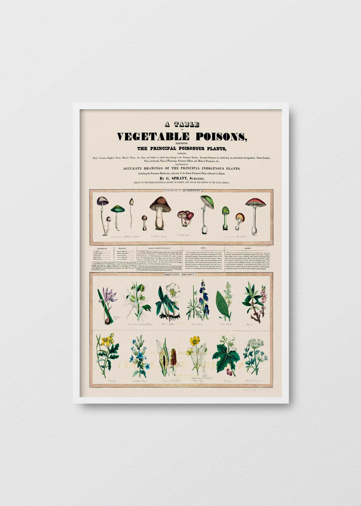 Poisonous Mushrooms - Testimoniaprints