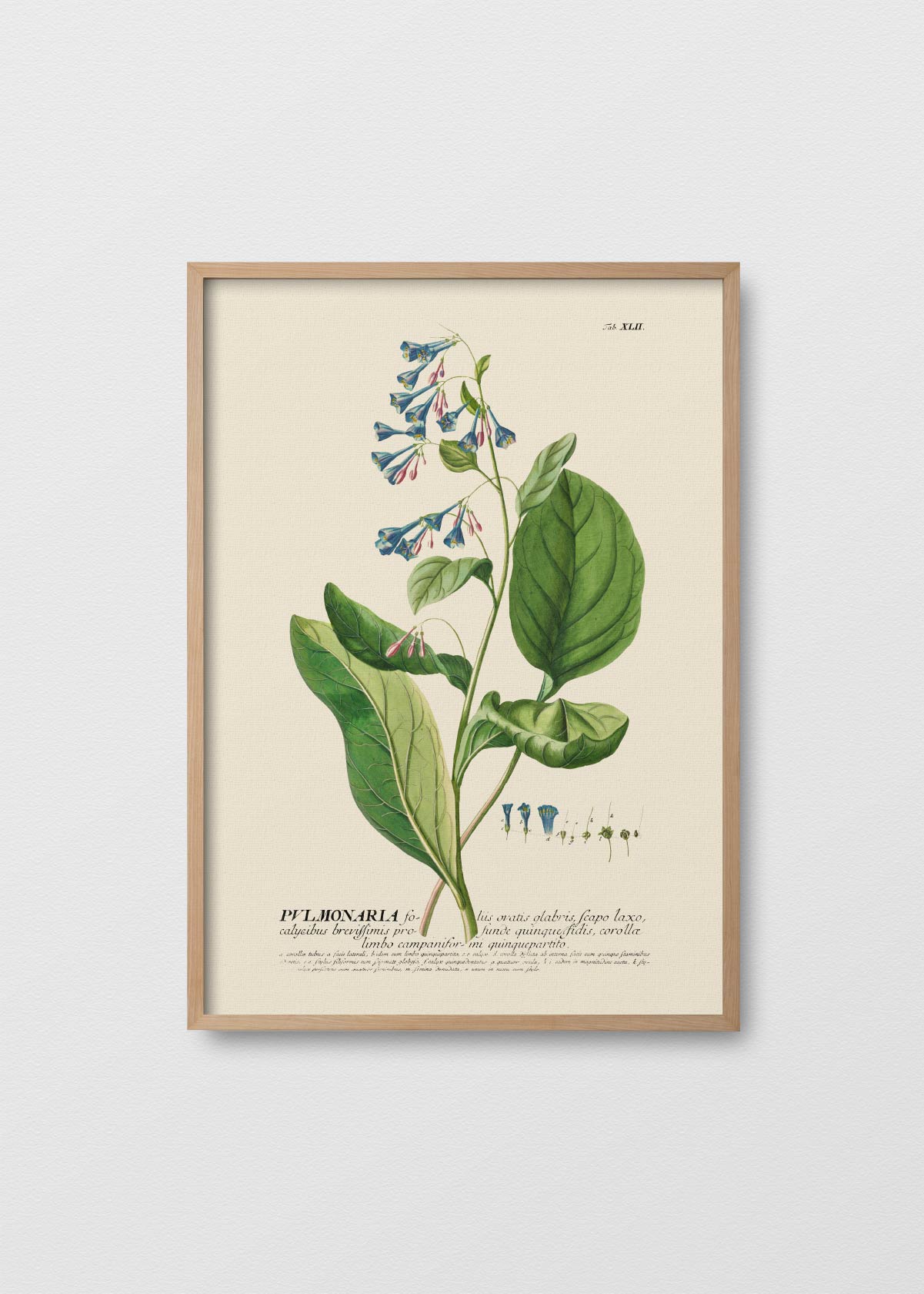 Pulmonaria - Testimoniaprints