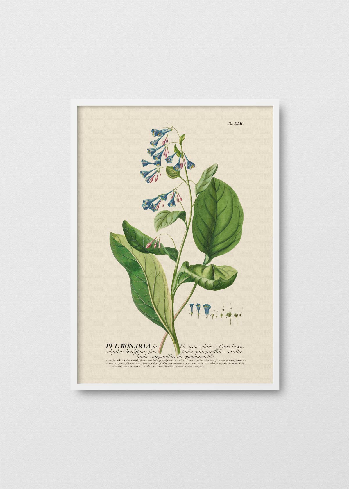 Pulmonaria - Testimoniaprints
