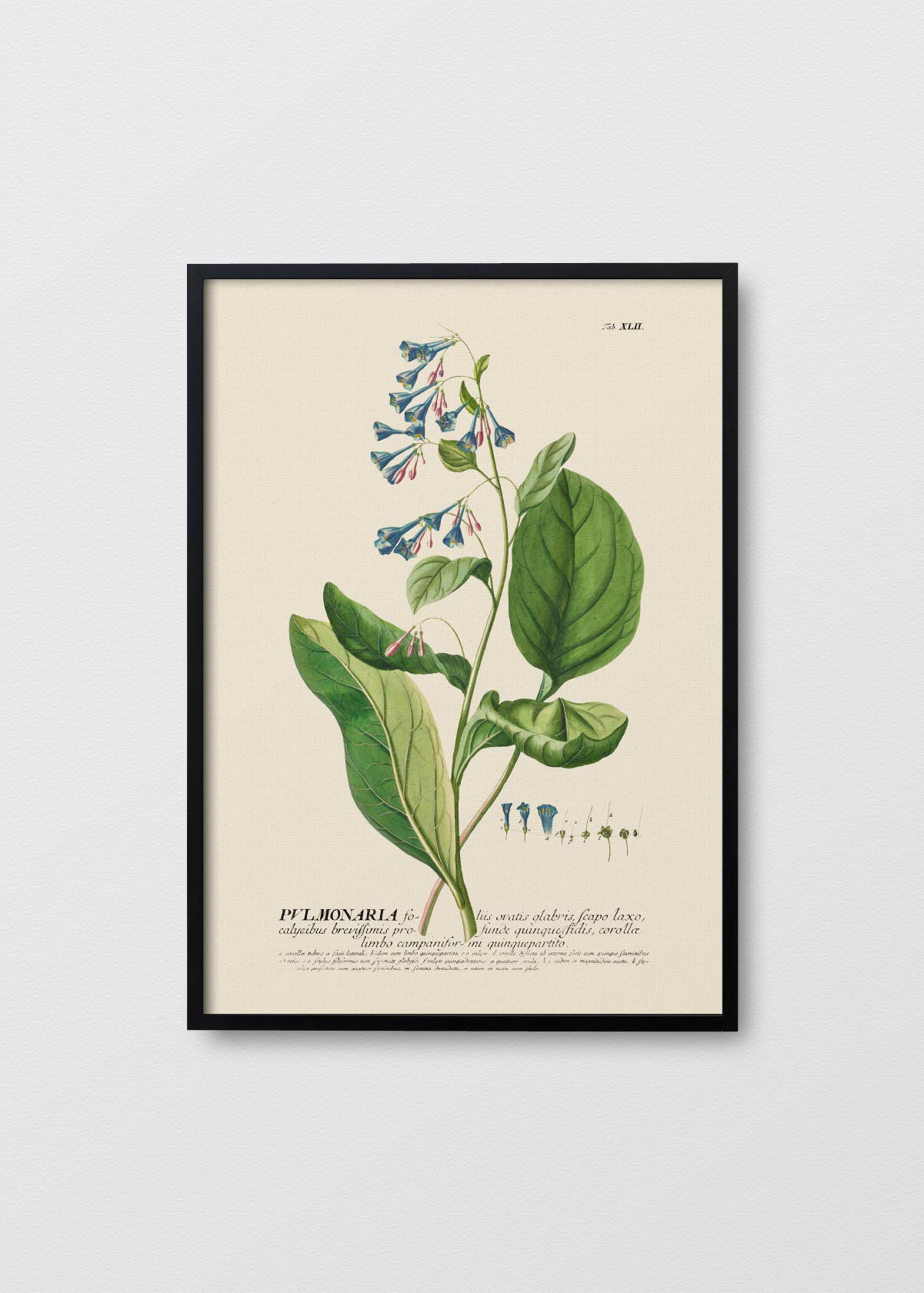 Pulmonaria - Testimoniaprints