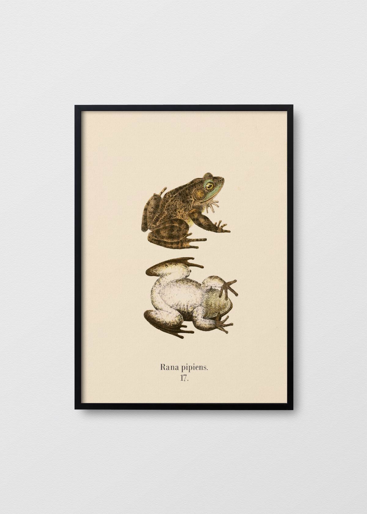 Rana Pipiens - Testimoniaprints