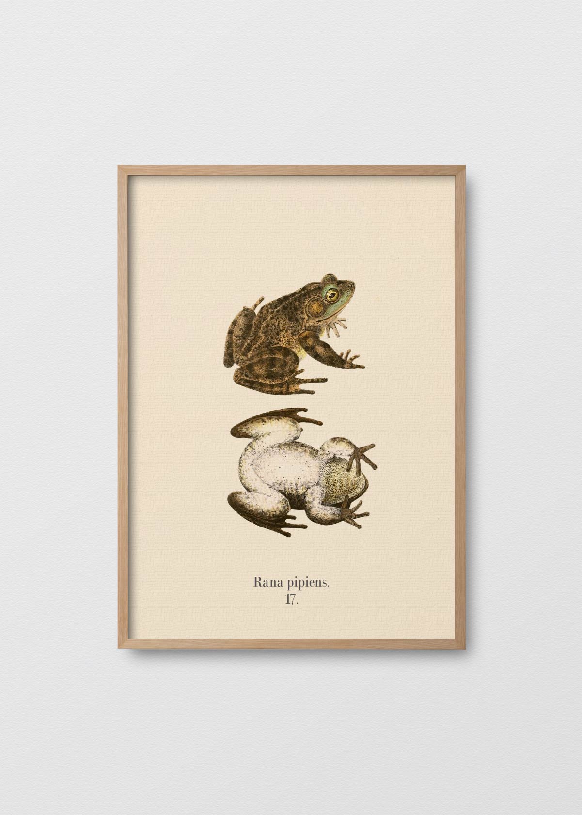Rana Pipiens - Testimoniaprints