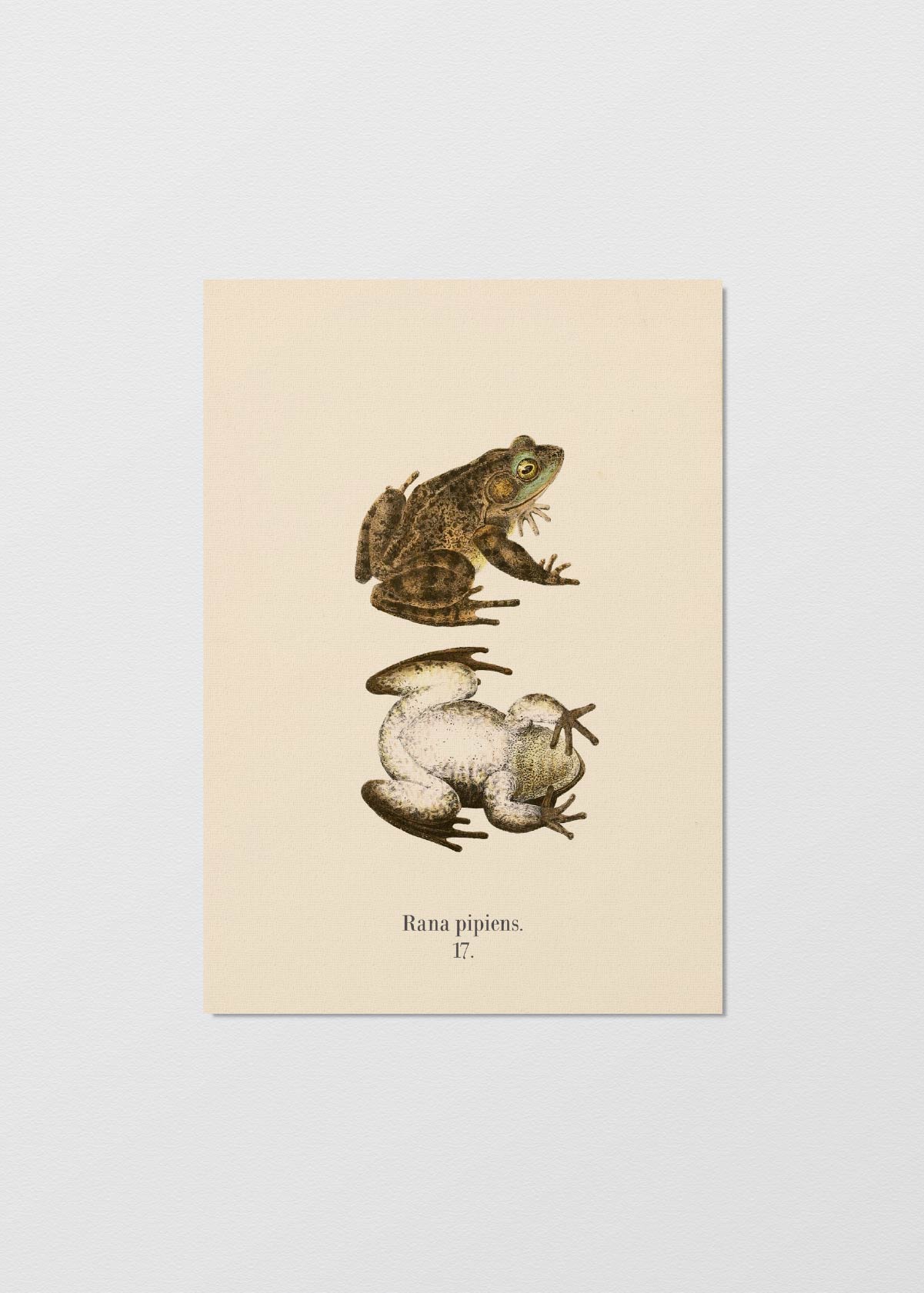 Rana Pipiens - Testimoniaprints
