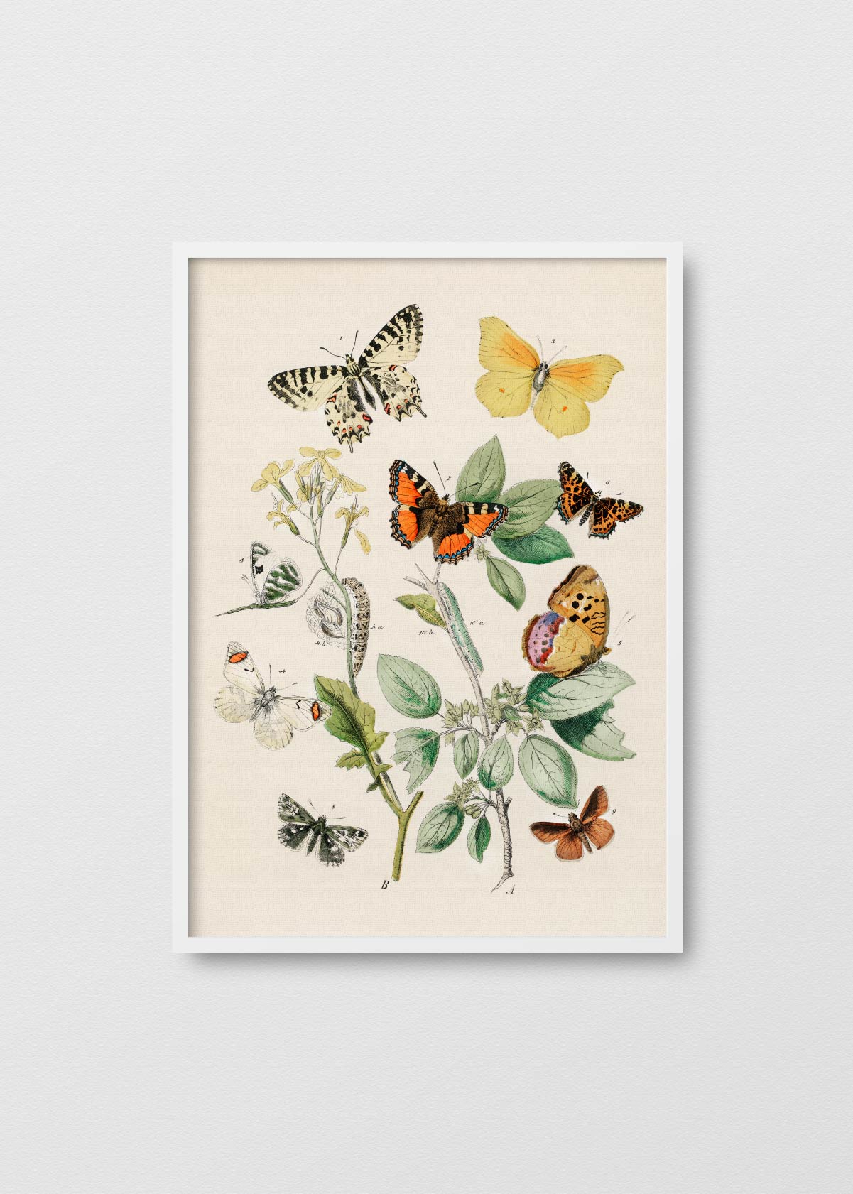 Reino Mariposa - Testimoniaprints