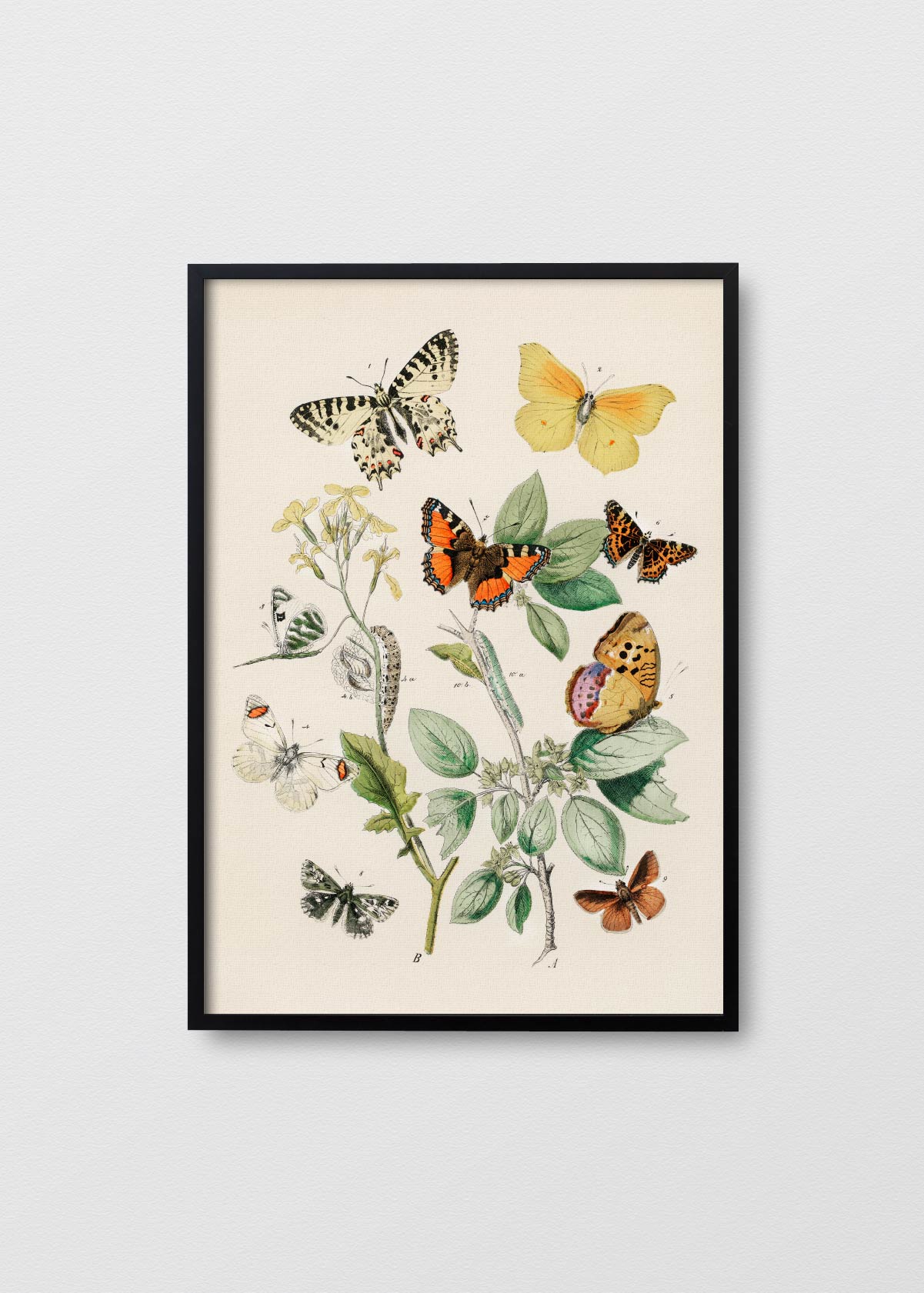 Reino Mariposa - Testimoniaprints