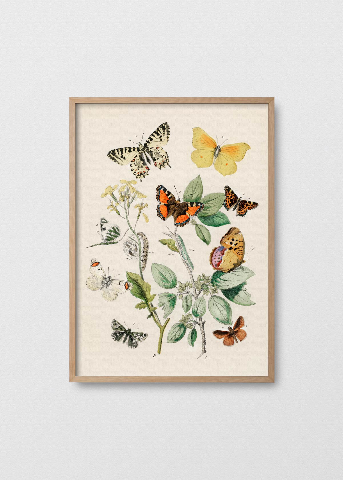 Reino Mariposa - Testimoniaprints