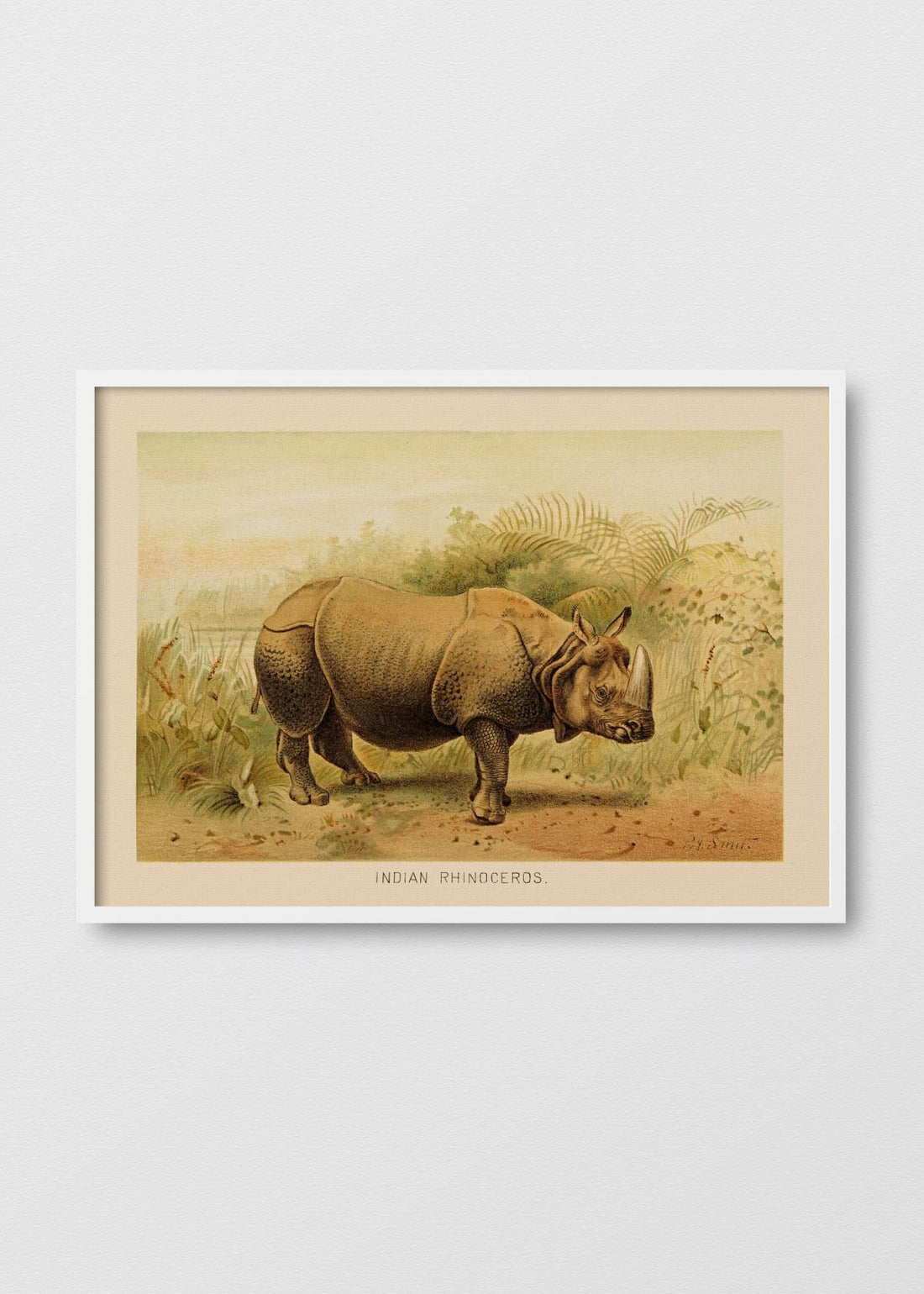 Rhinoceros Unicornis - Testimoniaprints