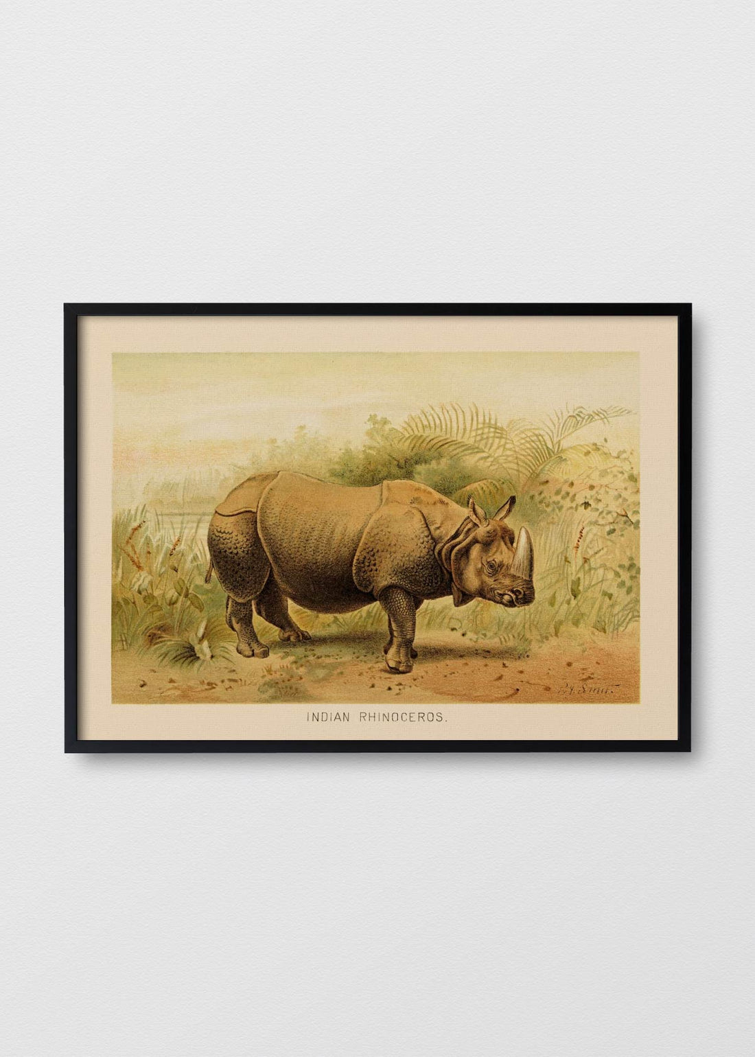 Rhinoceros Unicornis - Testimoniaprints