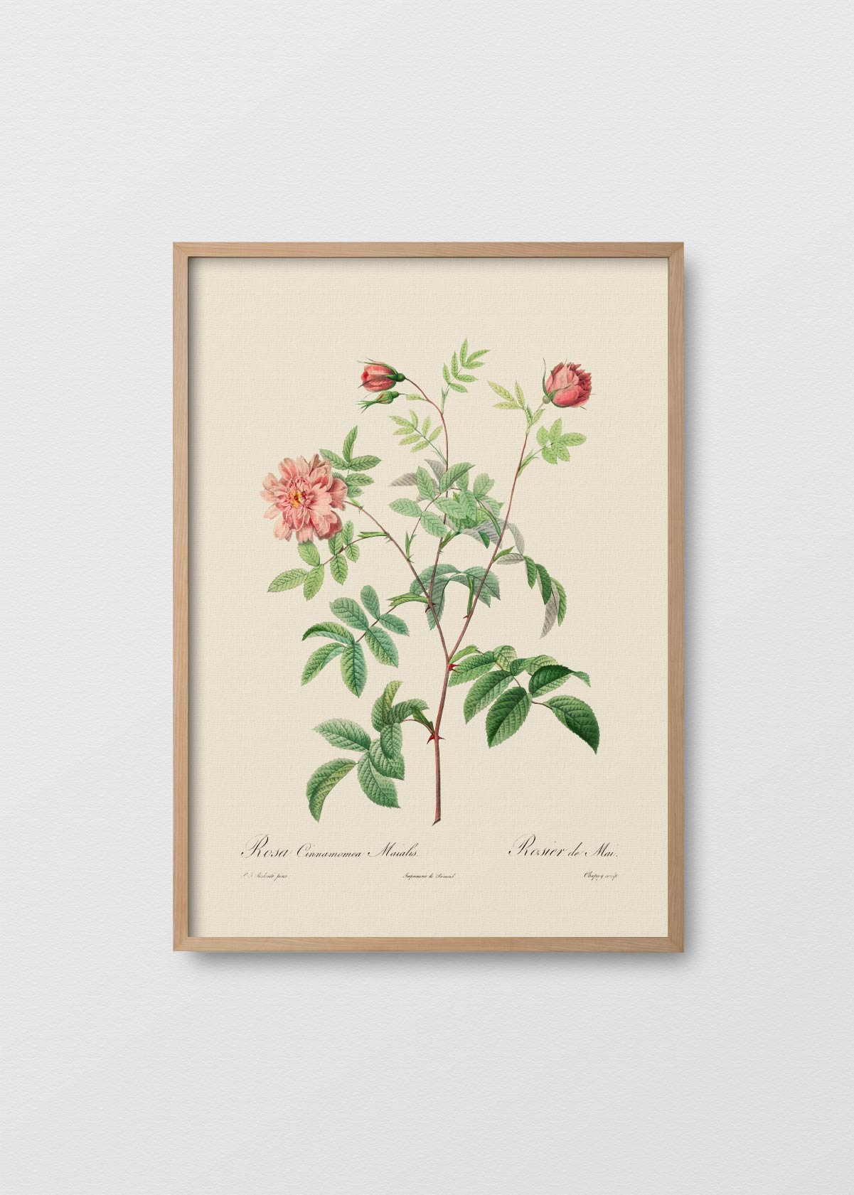 Rosa Cinnamomea - Testimoniaprints
