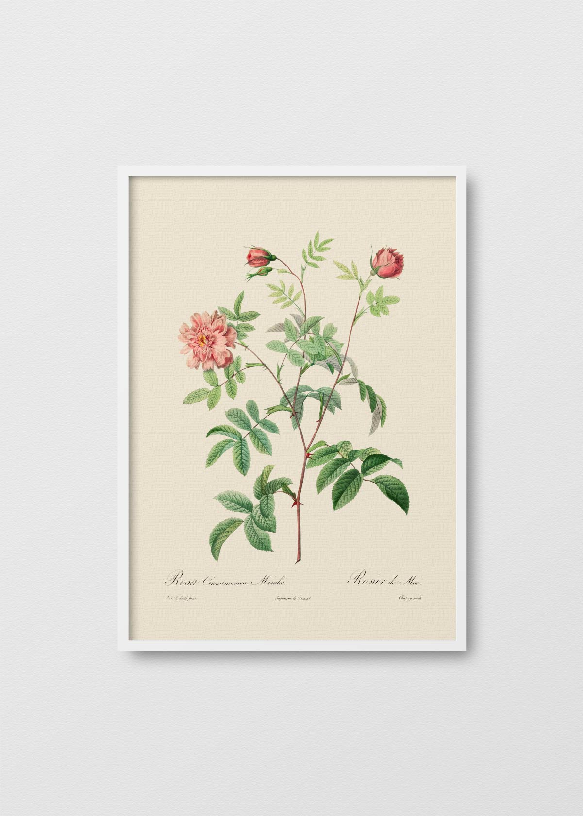 Rosa Cinnamomea - Testimoniaprints