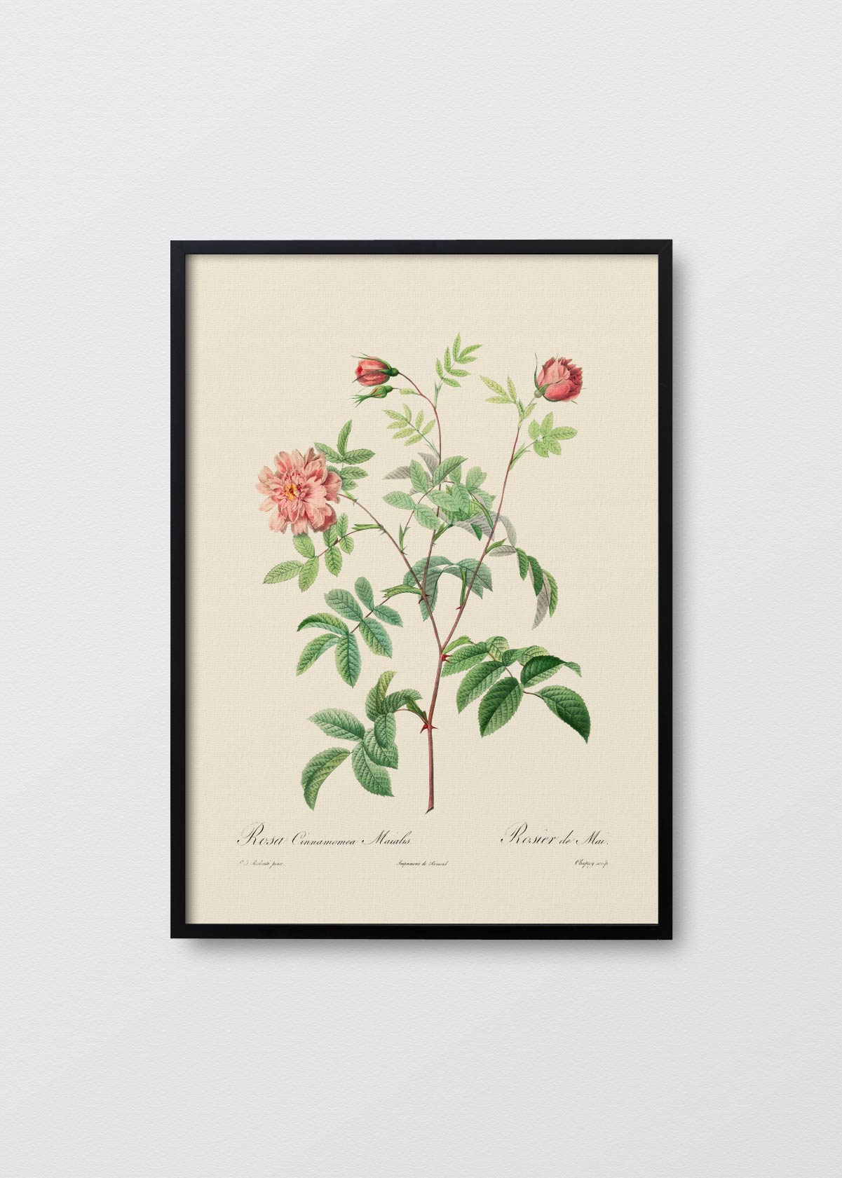 Rosa Cinnamomea - Testimoniaprints