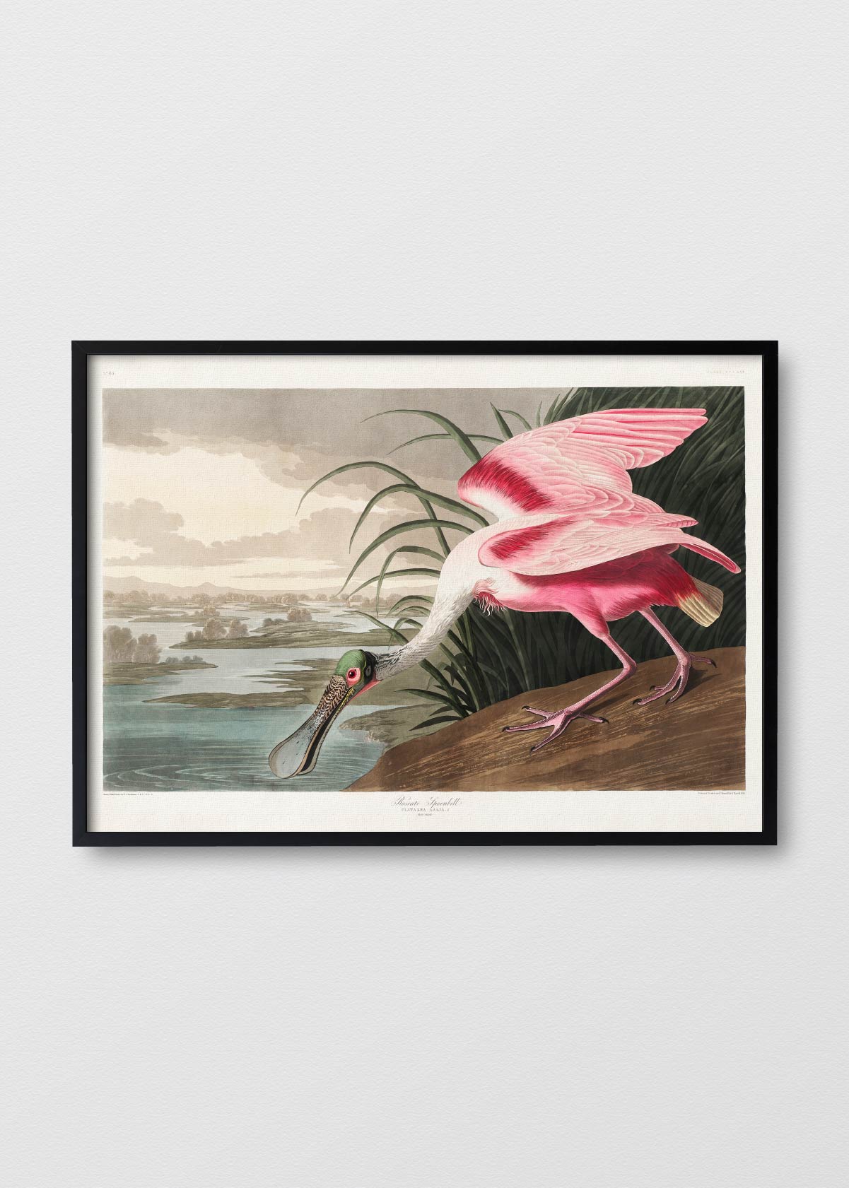 Rose spoonbill - Testimoniaprints