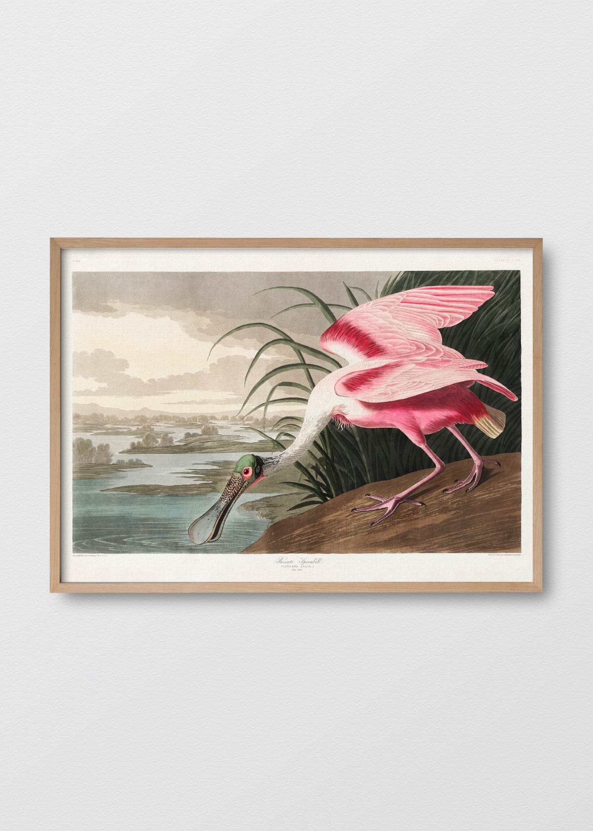 Rose spoonbill - Testimoniaprints