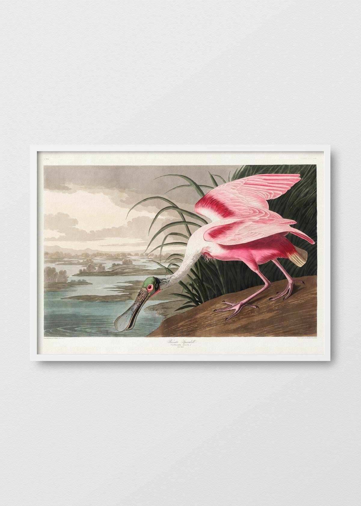 Rose spoonbill - Testimoniaprints