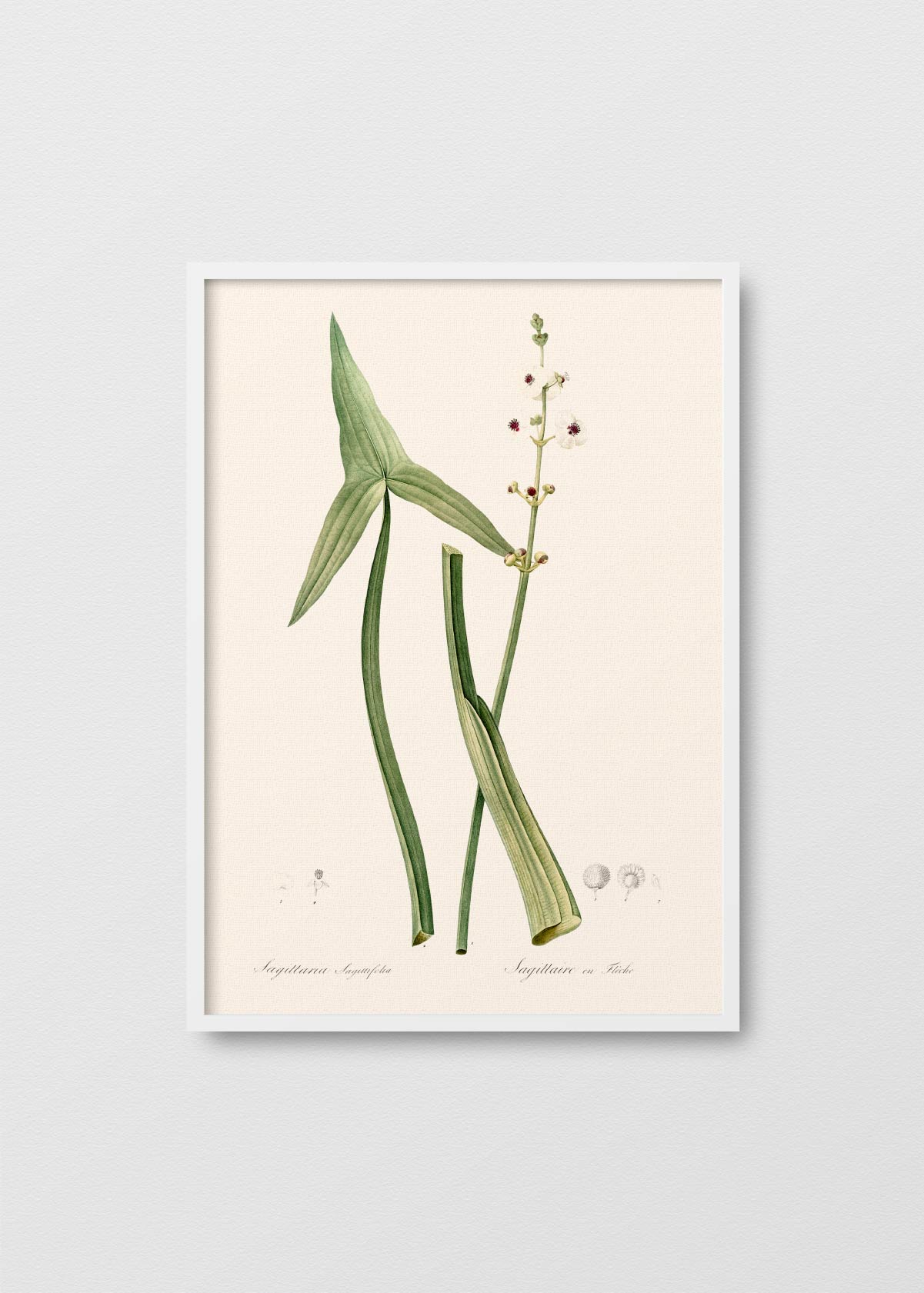 Sagittaria - Testimoniaprints