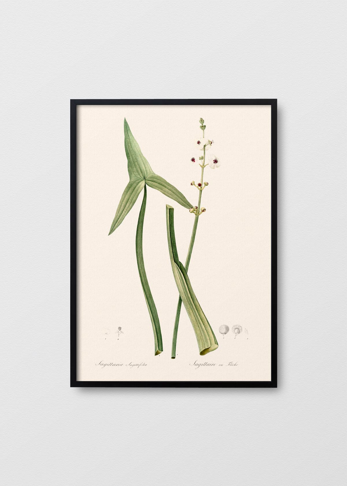 Sagittaria - Testimoniaprints