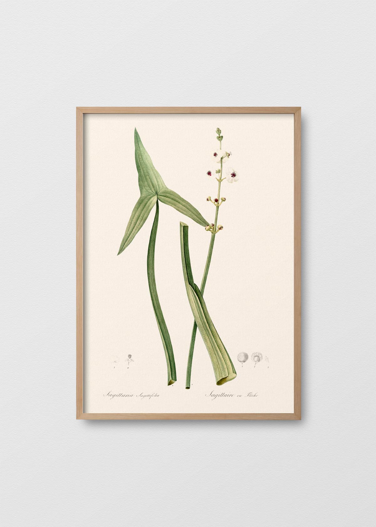 Sagittaria - Testimoniaprints