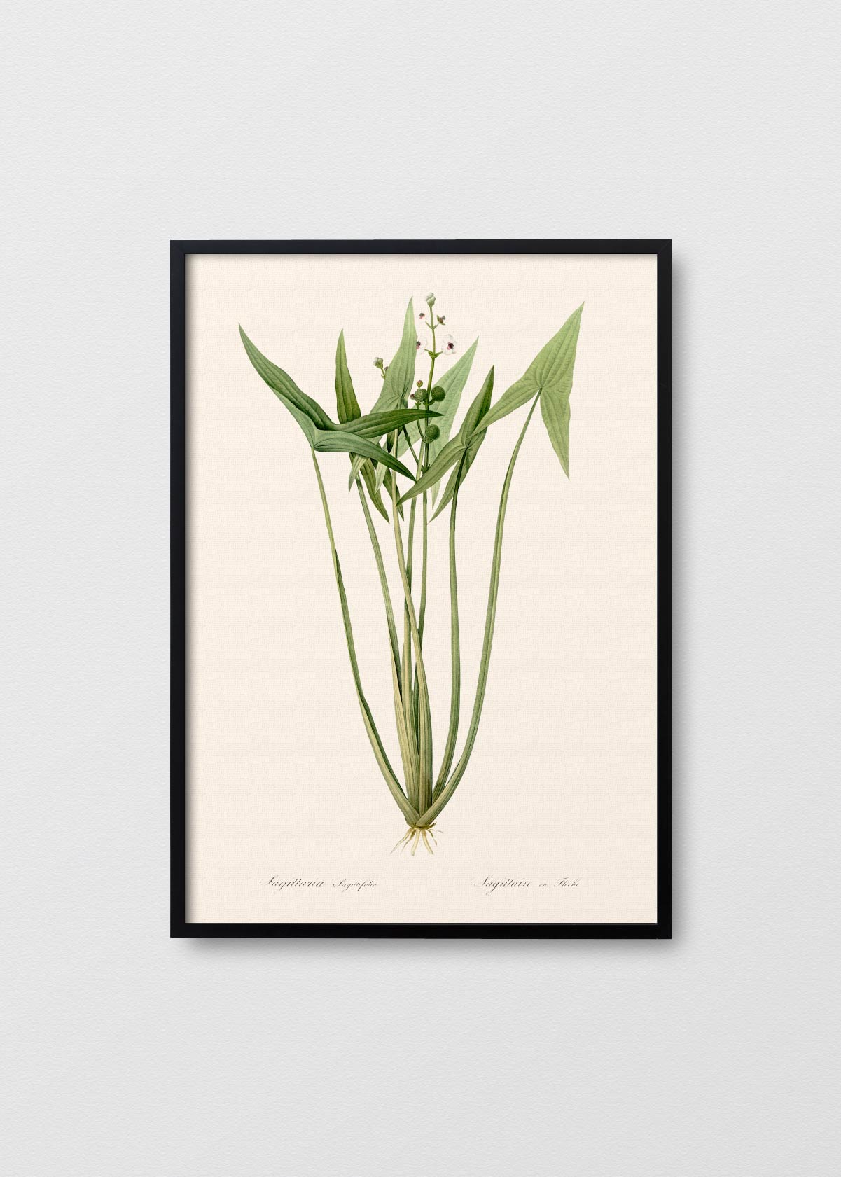 Sagittaria N2 - Testimoniaprints