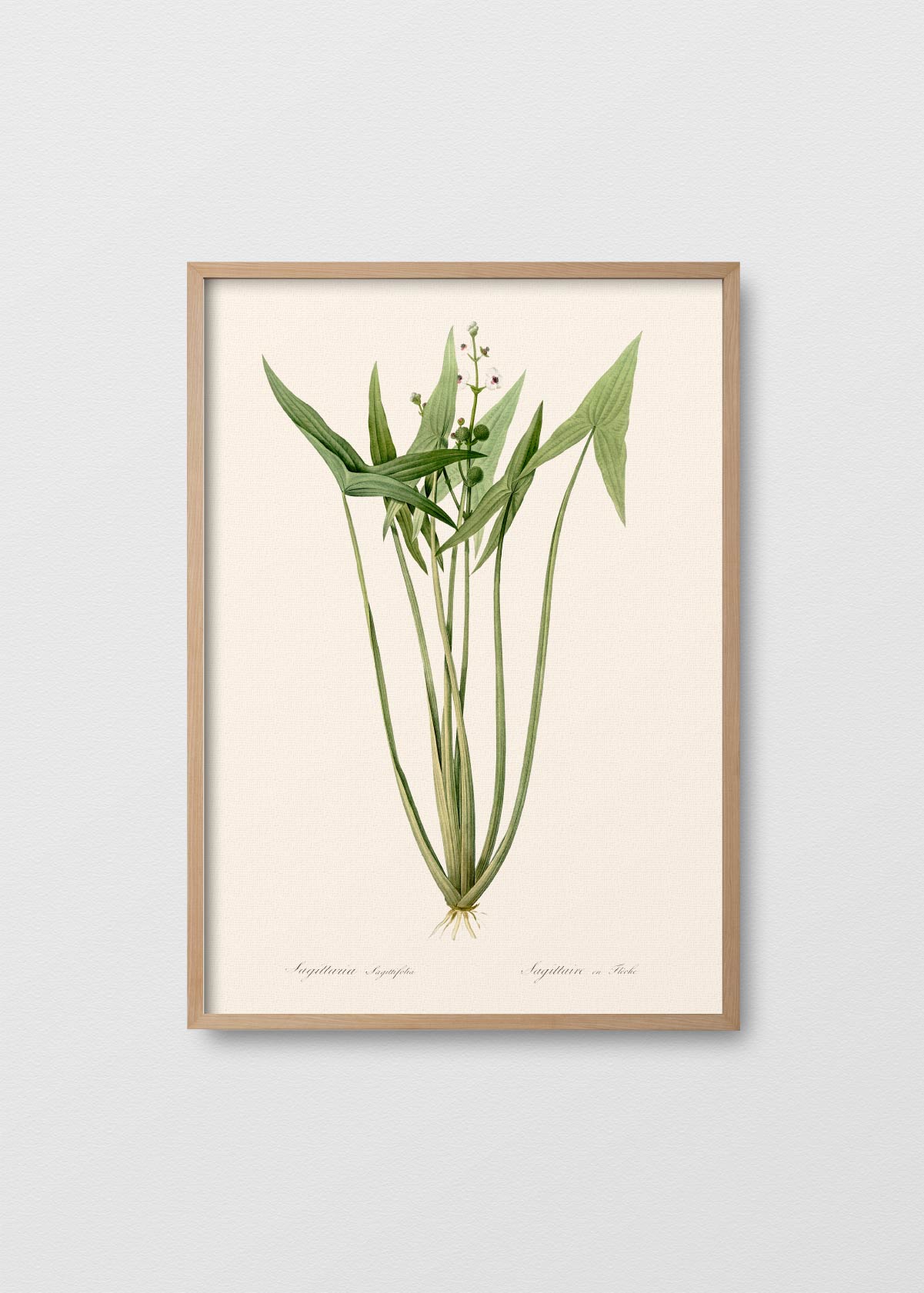 Sagittaria N2 - Testimoniaprints