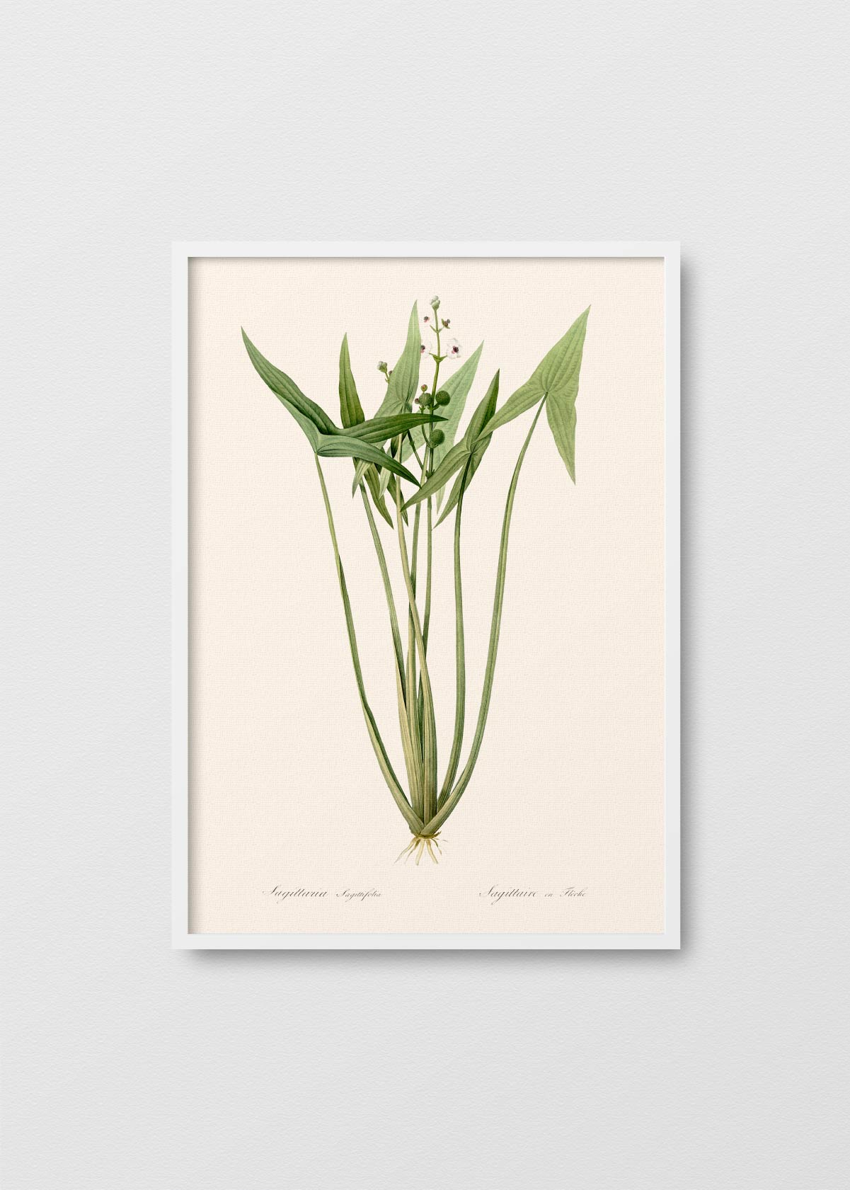 Sagittaria N2 - Testimoniaprints