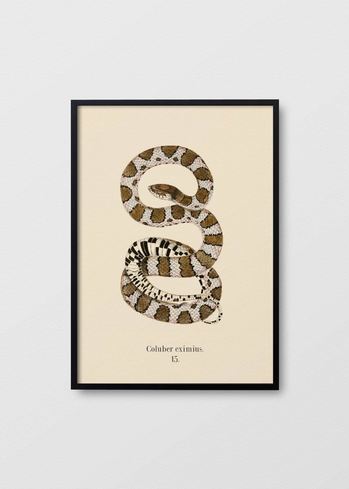 Serpiente Coral - Testimoniaprints