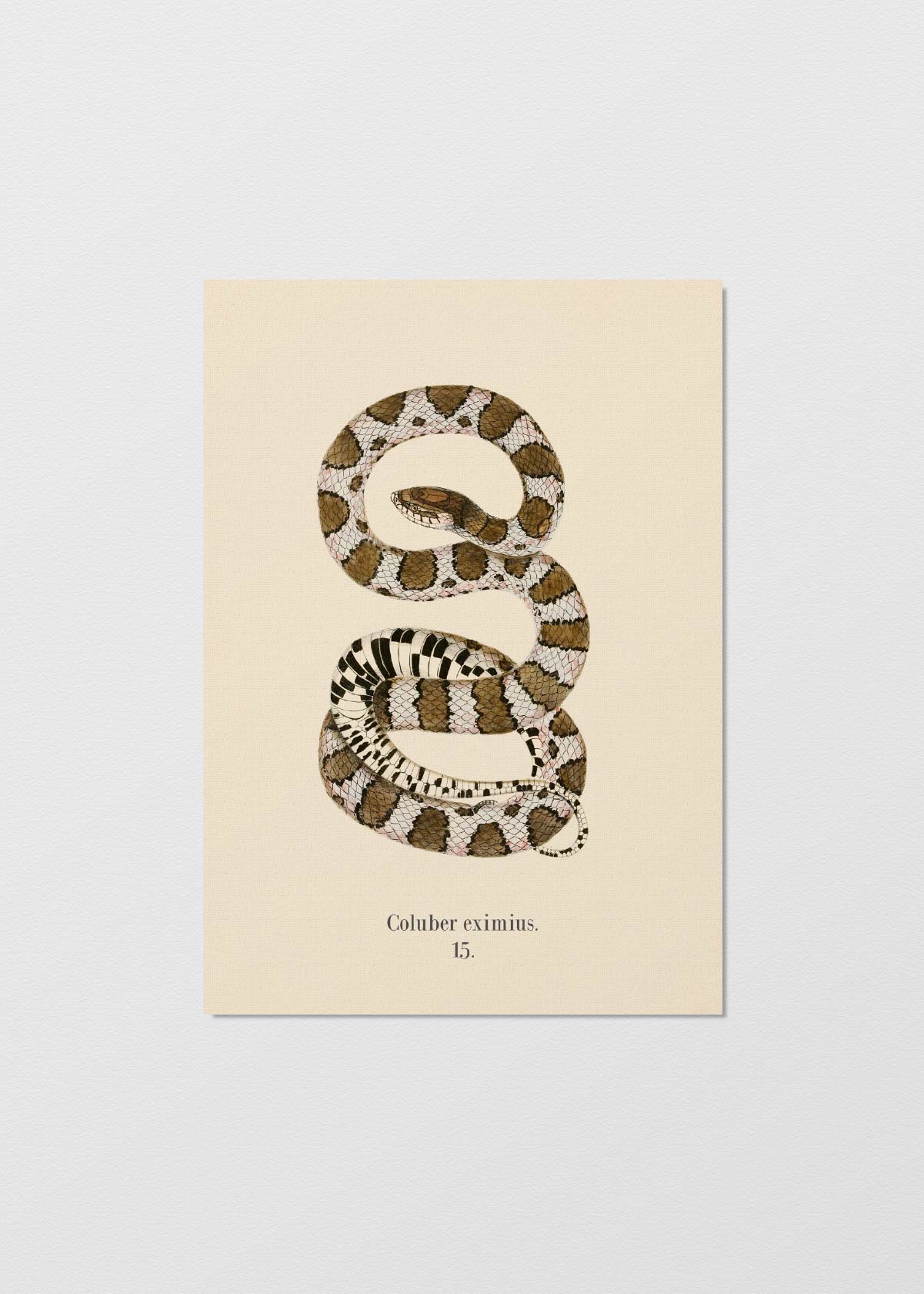 Serpiente Coral - Testimoniaprints