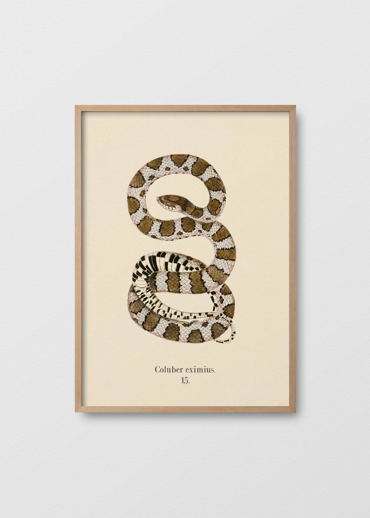 Serpiente Coral - Testimoniaprints