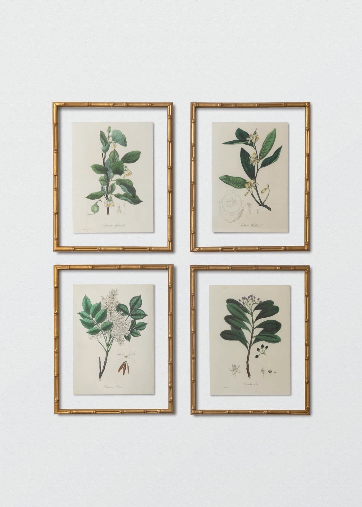 Set Medical Botany Bambú - Testimoniaprints