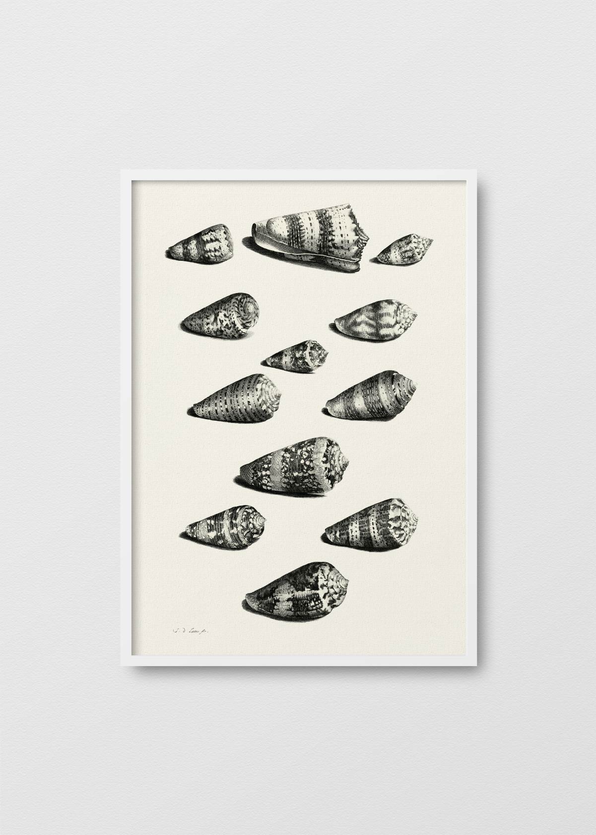 Shells - Testimoniaprints