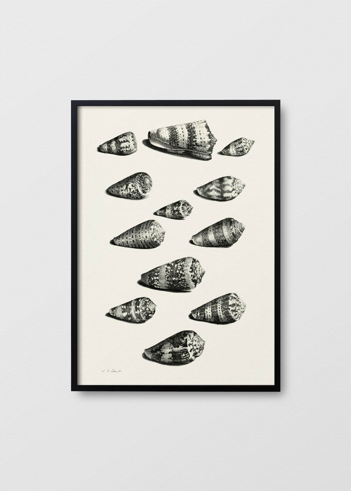 Shells - Testimoniaprints