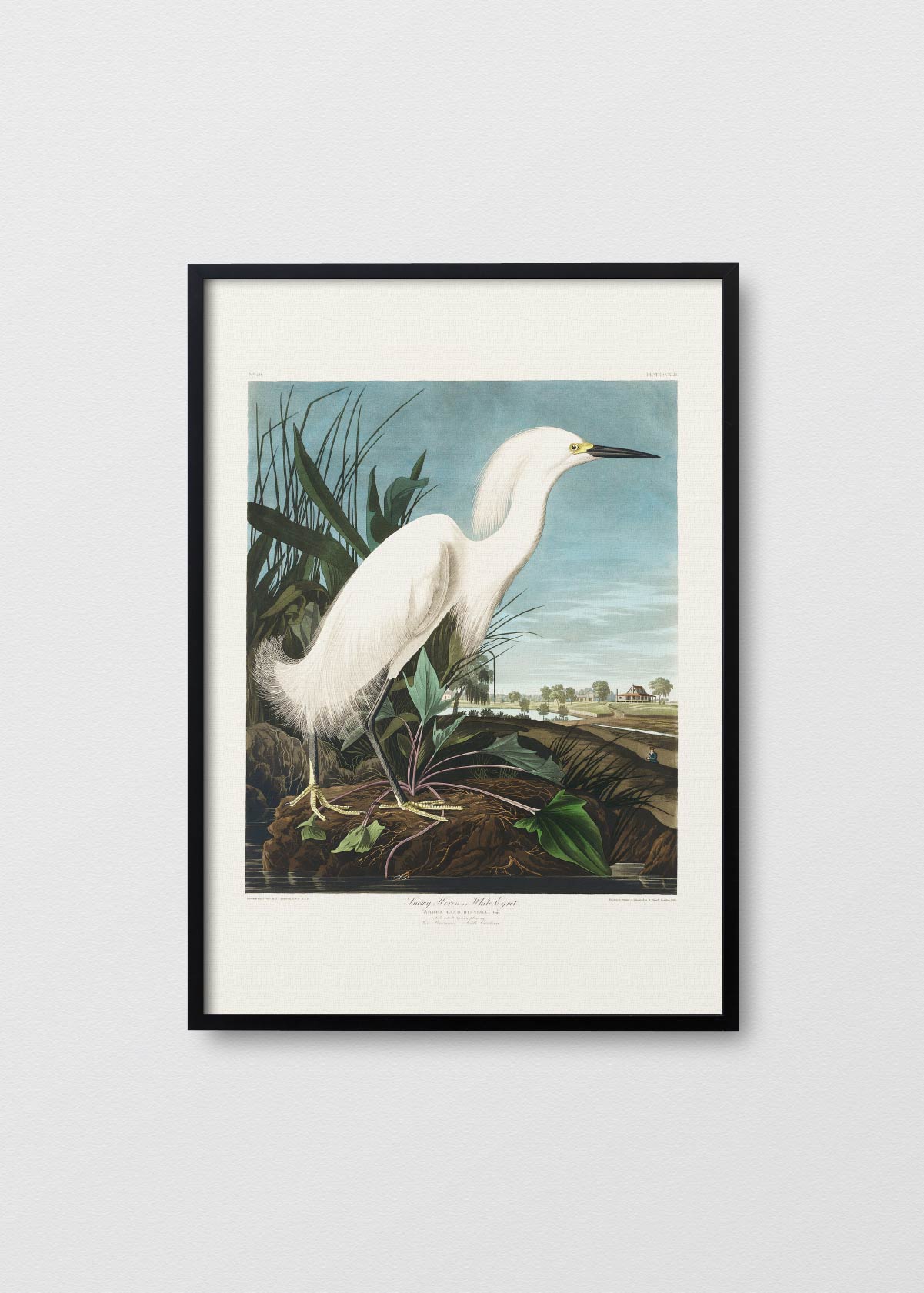 Snowy Heron - Testimoniaprints