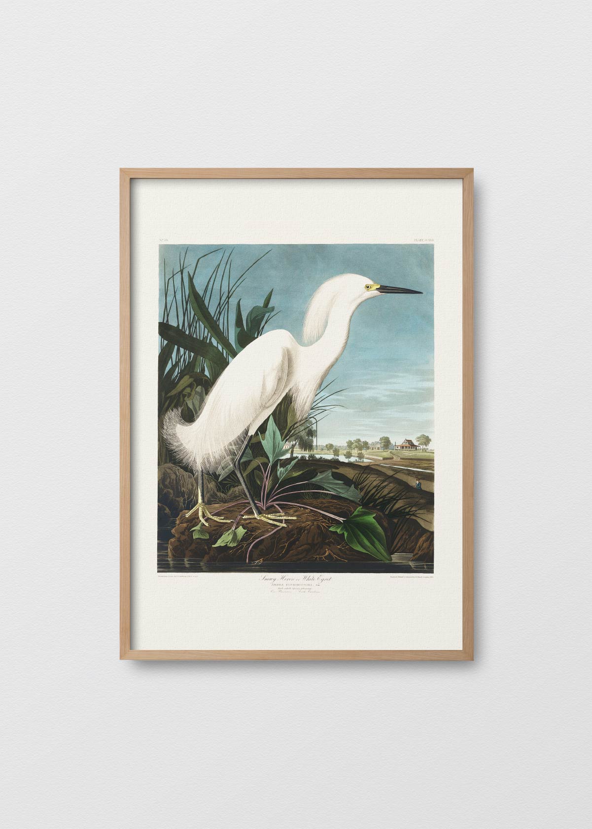 Snowy Heron - Testimoniaprints