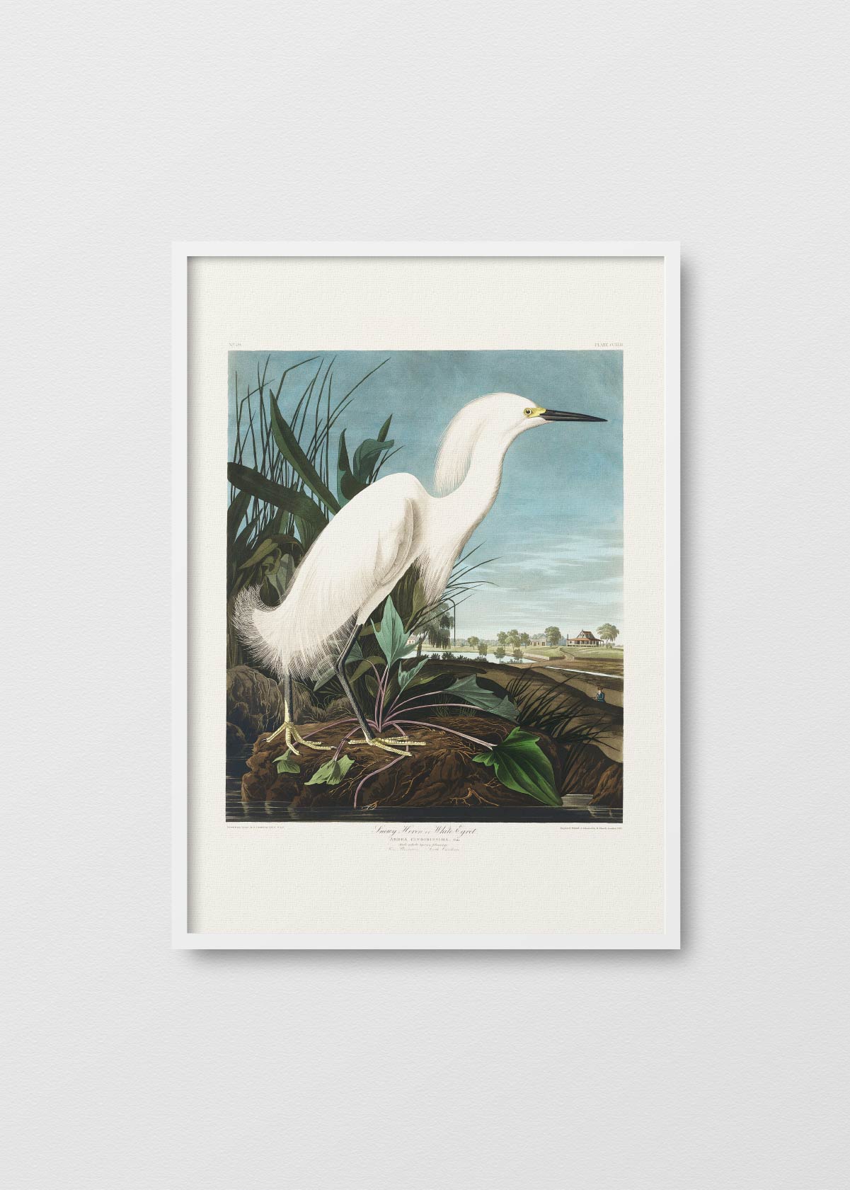 Snowy Heron - Testimoniaprints