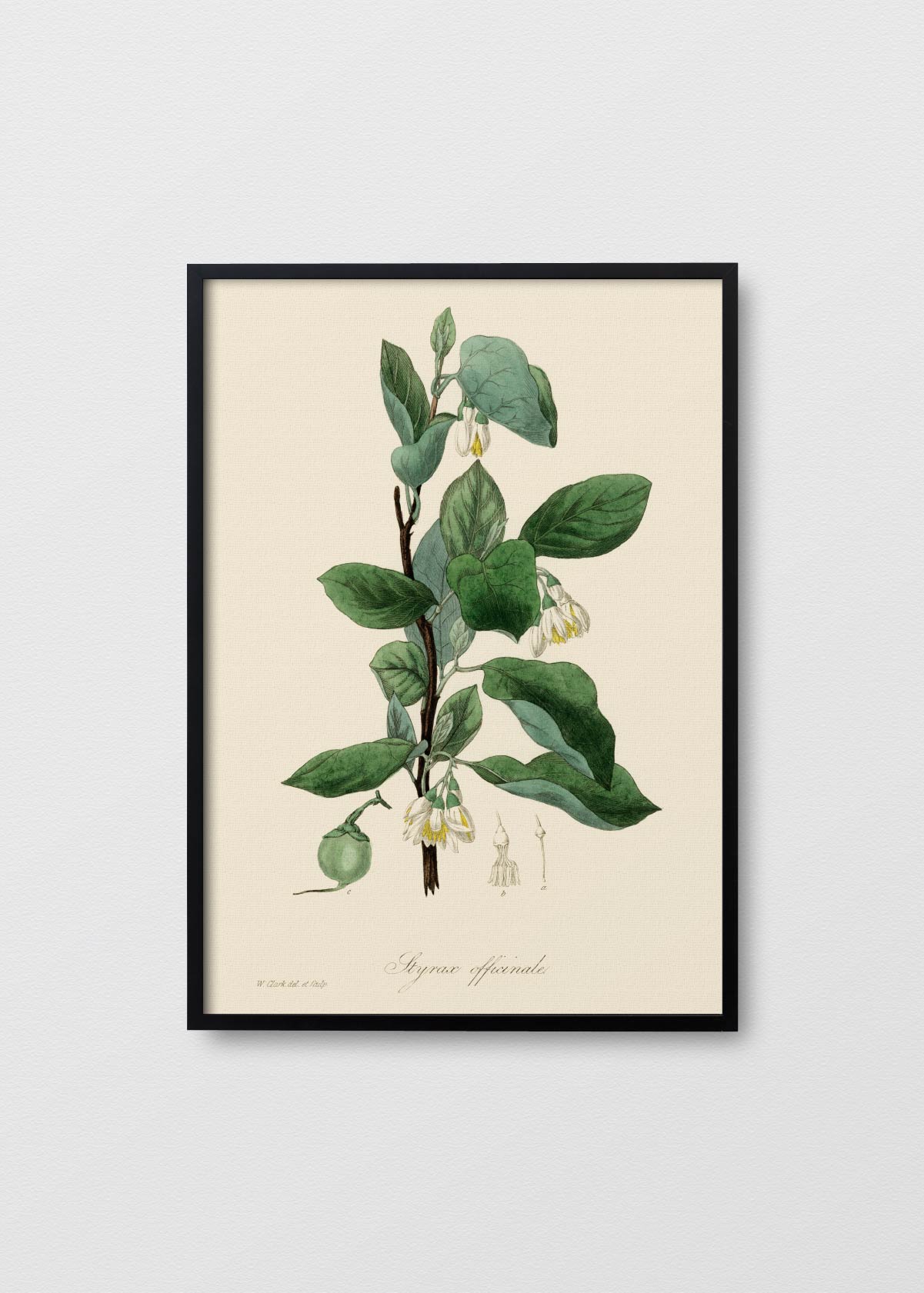 Styrax officinalis - Testimoniaprints