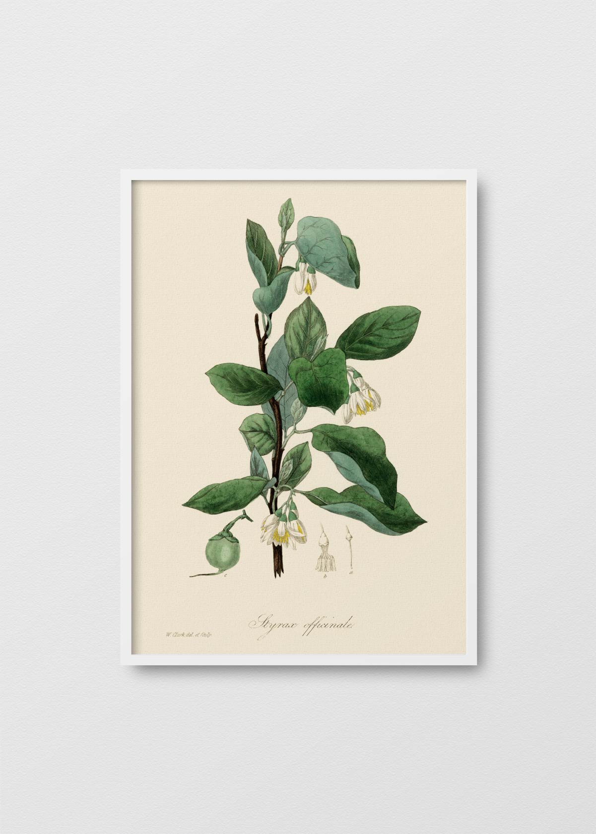 Styrax officinalis - Testimoniaprints