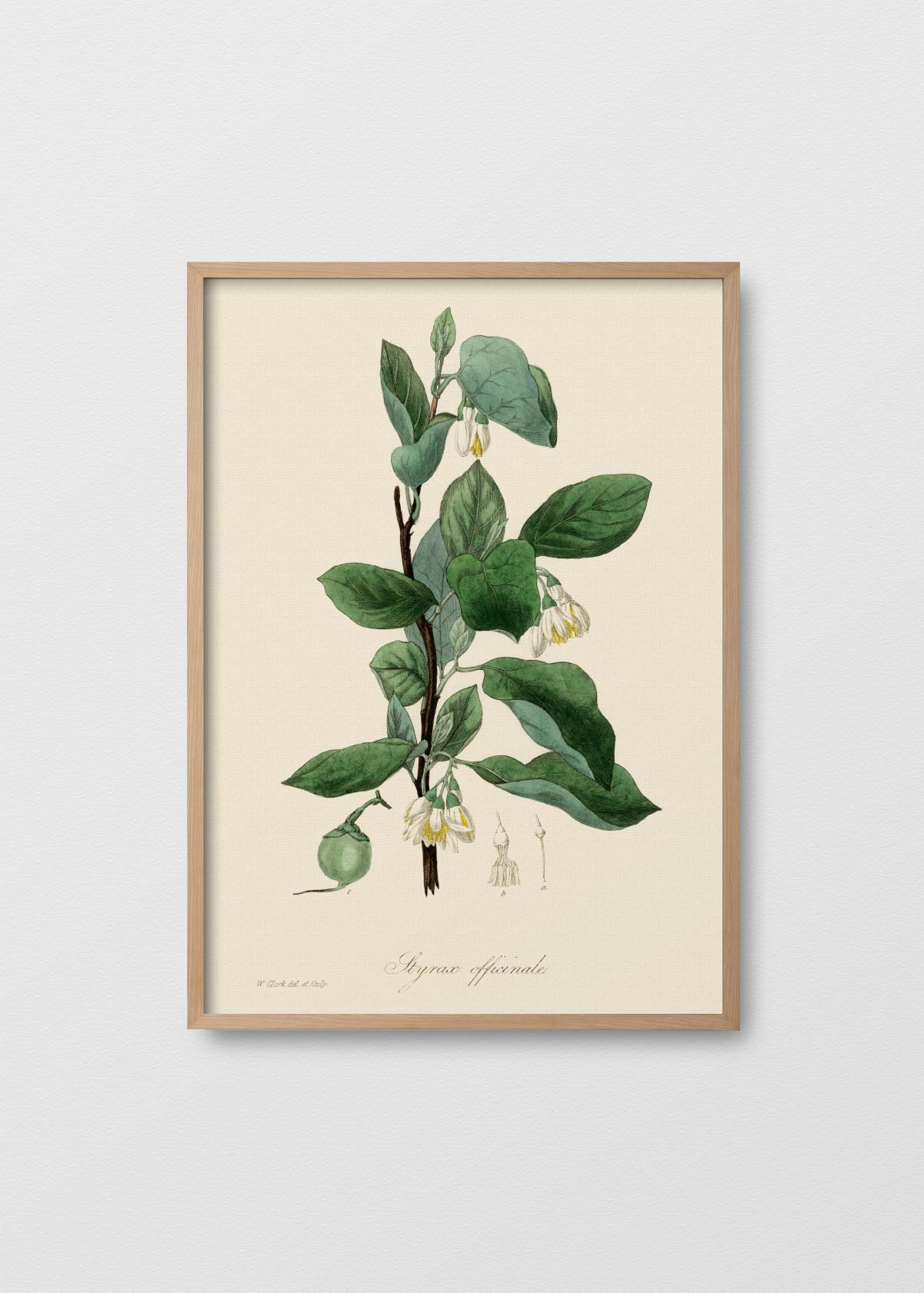 Styrax officinalis - Testimoniaprints