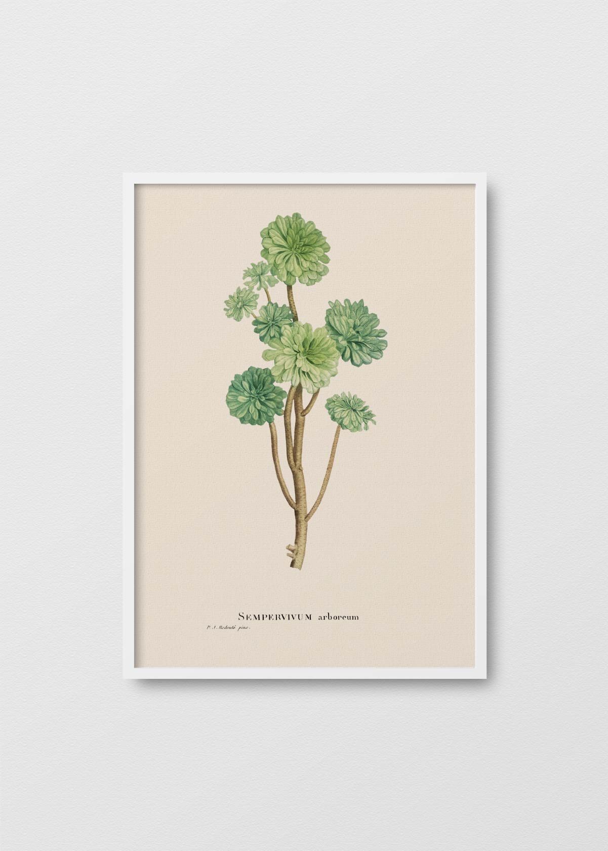 Suculenta Sempervivum II - Testimoniaprints