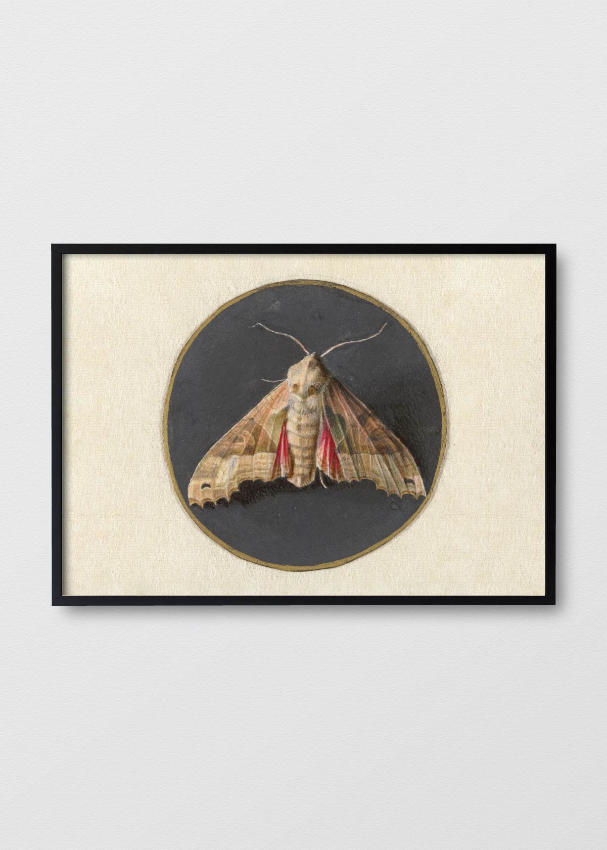 The Old Moth - Testimoniaprints