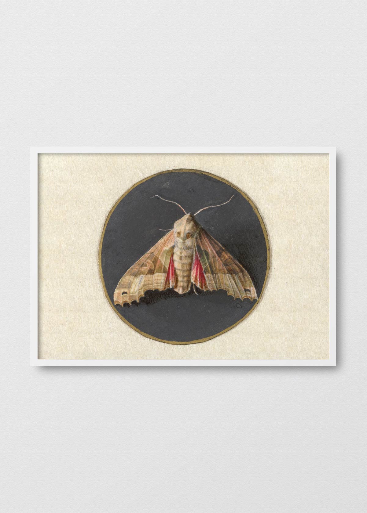 The Old Moth - Testimoniaprints