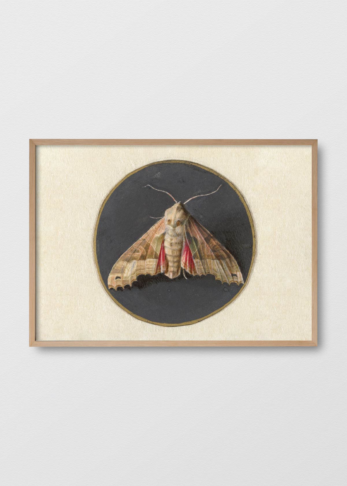The Old Moth - Testimoniaprints