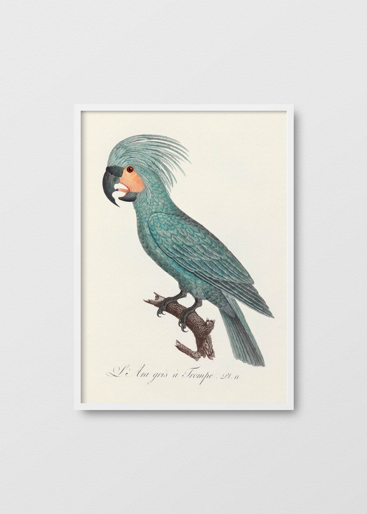 The Palm Cockatoo - Testimoniaprints
