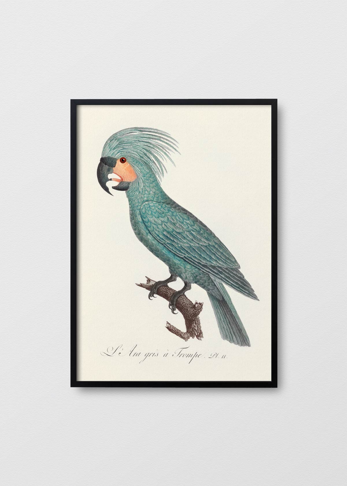 The Palm Cockatoo - Testimoniaprints