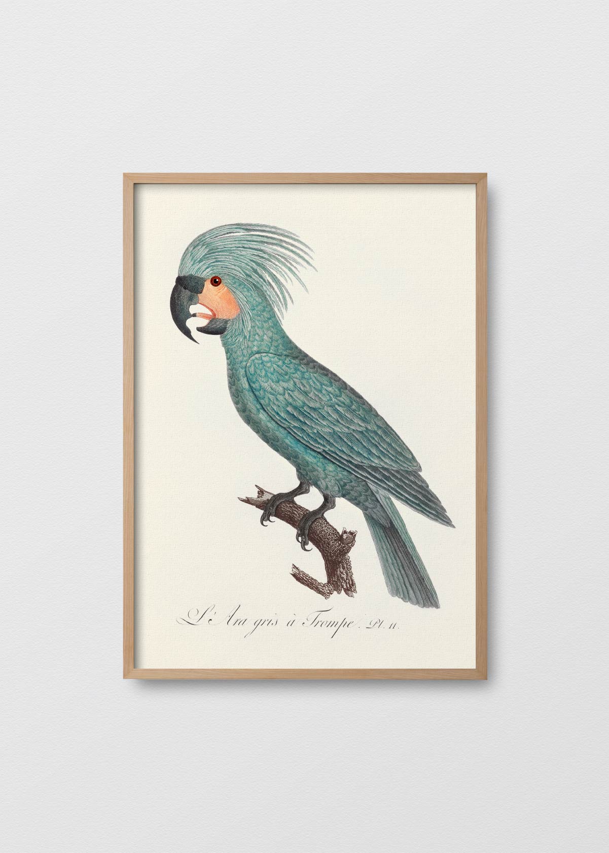 The Palm Cockatoo - Testimoniaprints